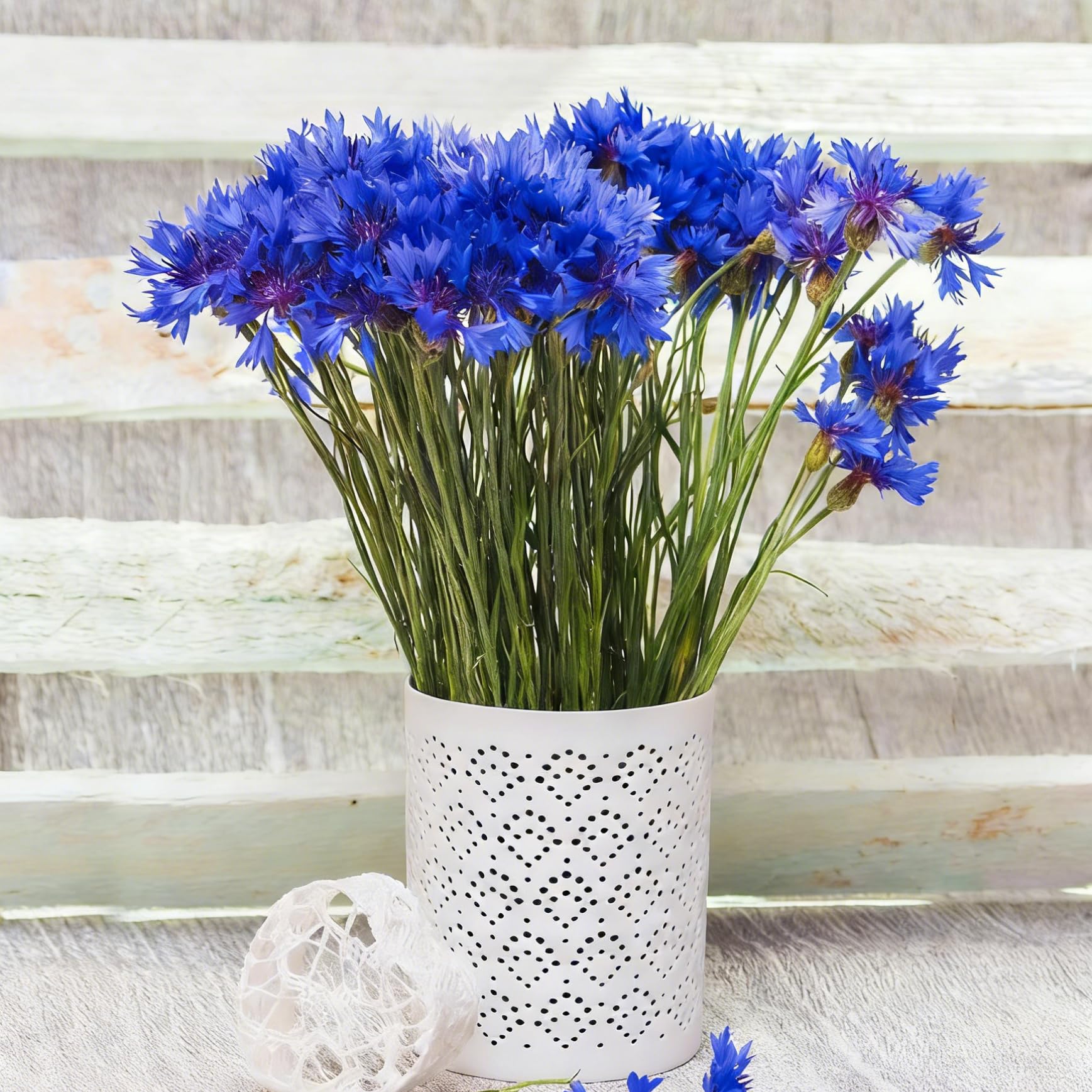 Perennial dwarf Mixrug cornflower showing compact growth and self-seeding potential.