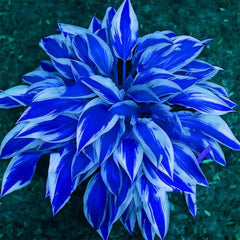 Rare Mixrug hostas thriving in a shady garden bed for color and texture.