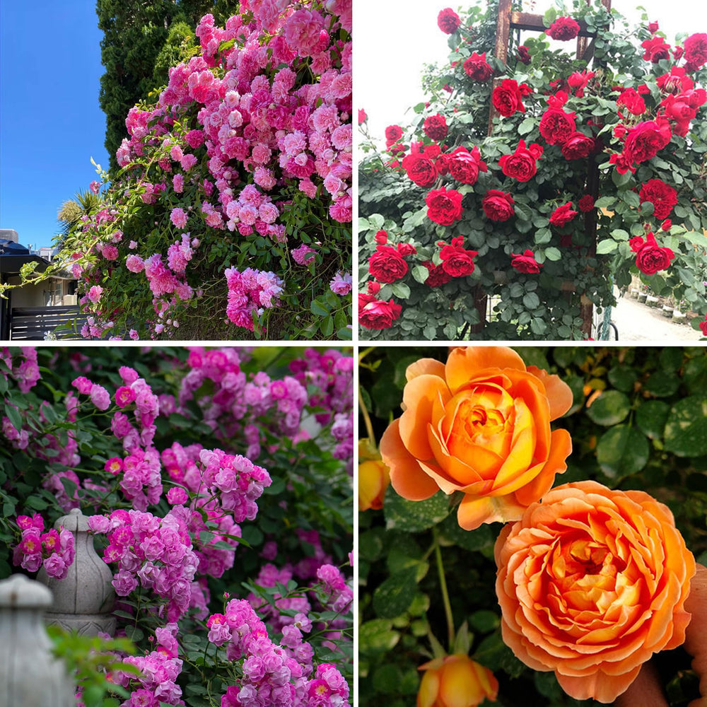 Mixrug rare-rosa-flower-seeds-300plus offer vivid color and pollinator-friendly blooms.