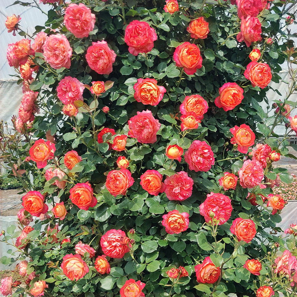 Mixrug rose-bloom-pollinator-attracts invite butterflies and bees to borders.