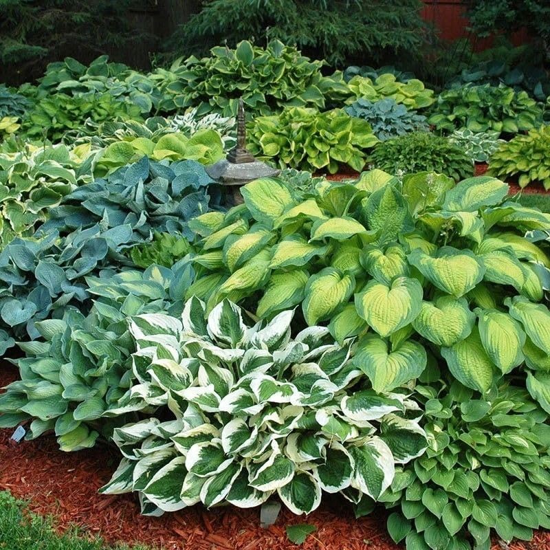Mixrug zones 3-9 hosta seeds suitable for diverse outdoor spaces