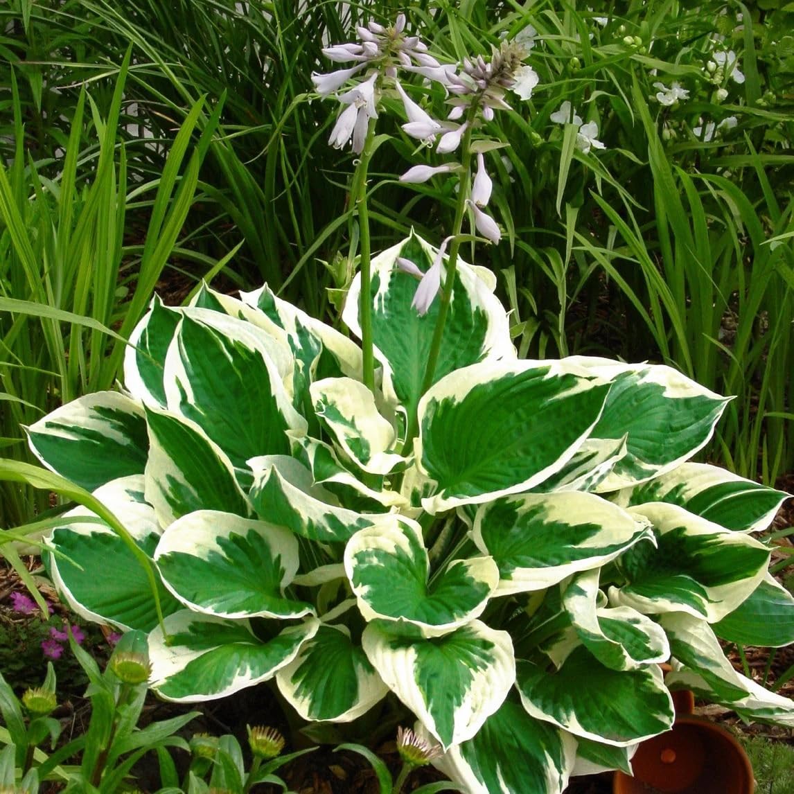Mixrug woodland garden hosta seeds brighten shady borders with texture.