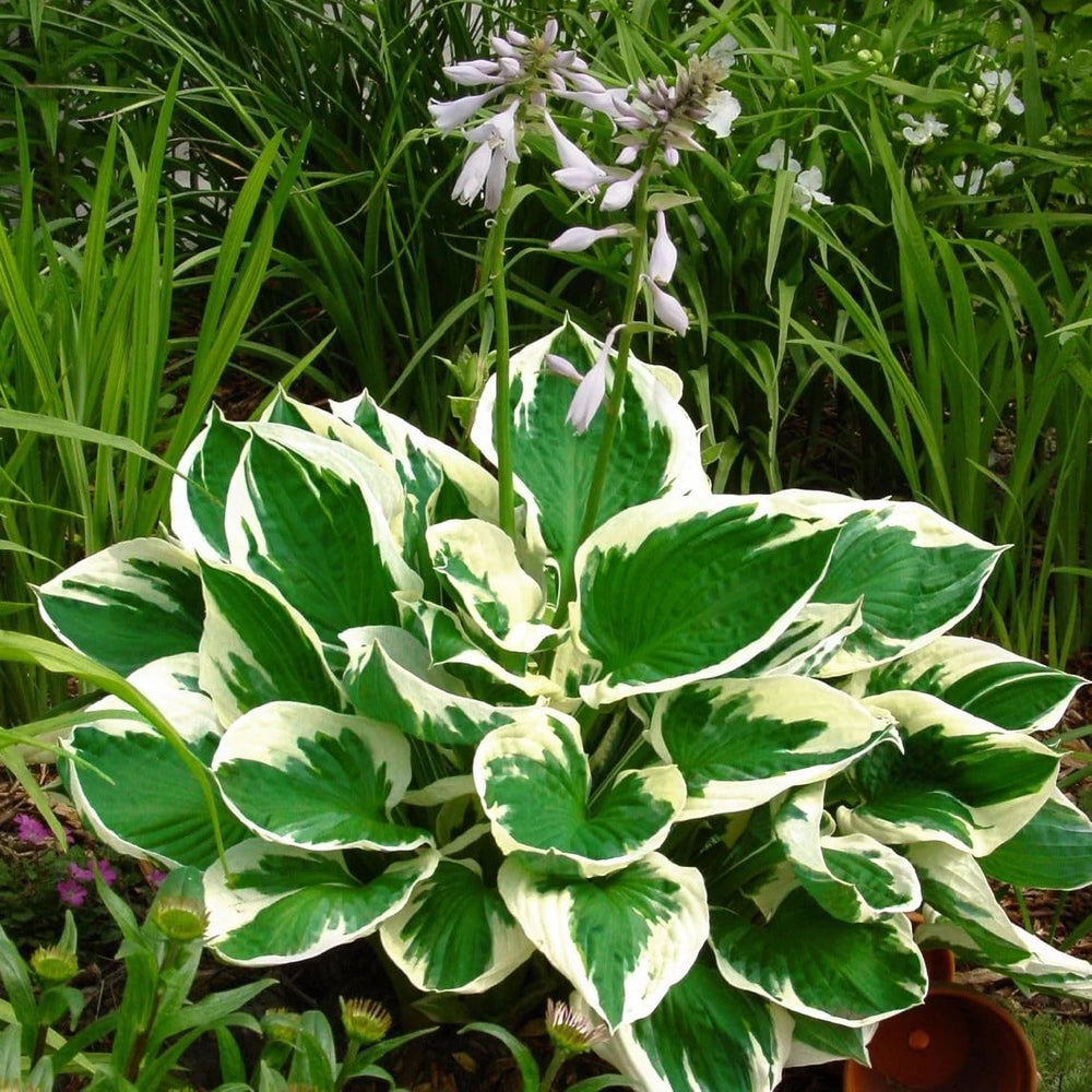 Mixrug woodland garden hosta seeds brighten shady borders with texture.