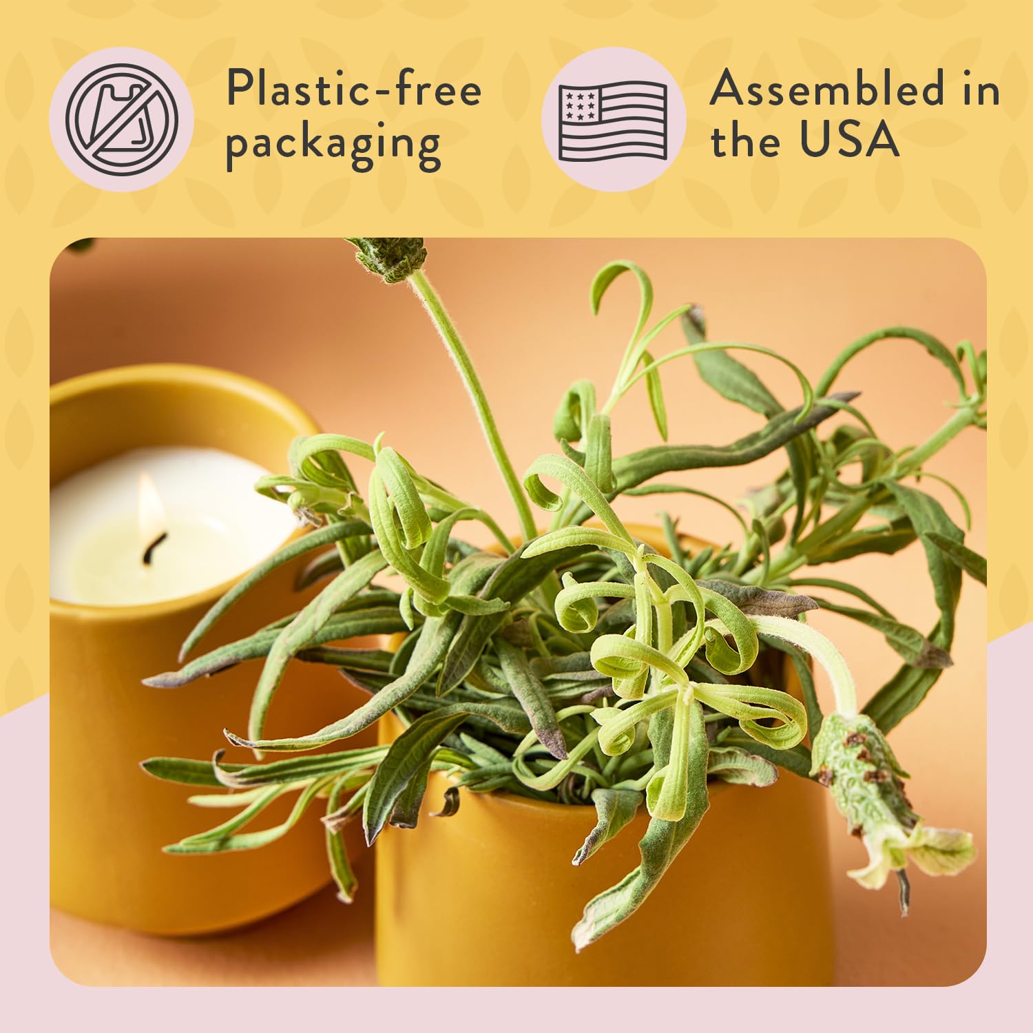 Modern Sprout lavender germination needs 6–8 hours of sunlight daily.