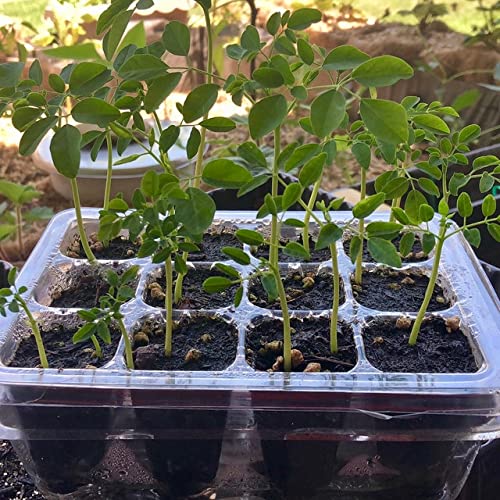 Healthy potting soil in a deep 18-inch pot for moringa.