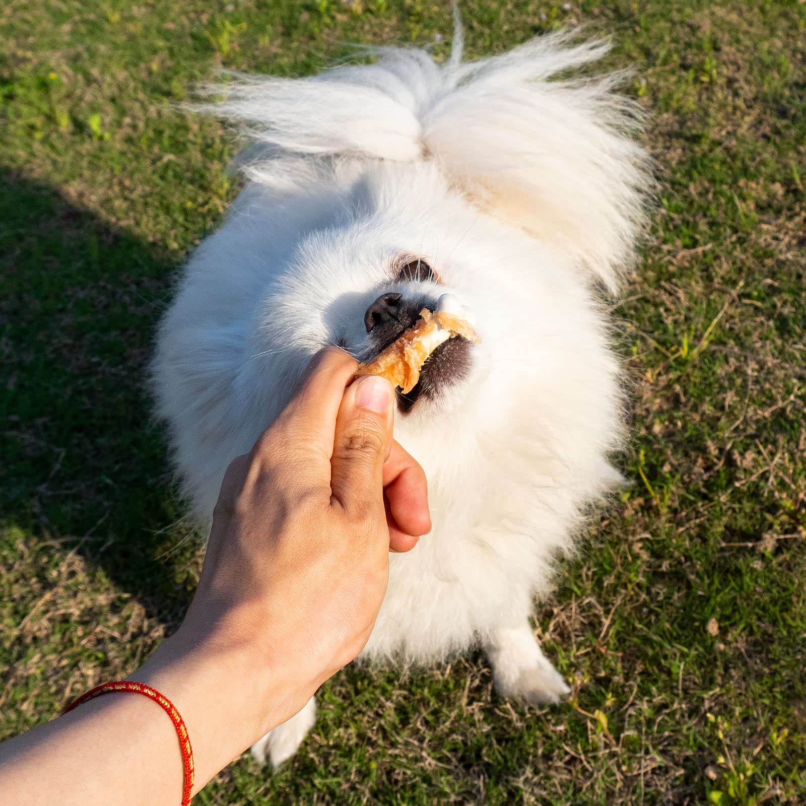 MON2SUN rawhide-free chicken bone chew for dogs