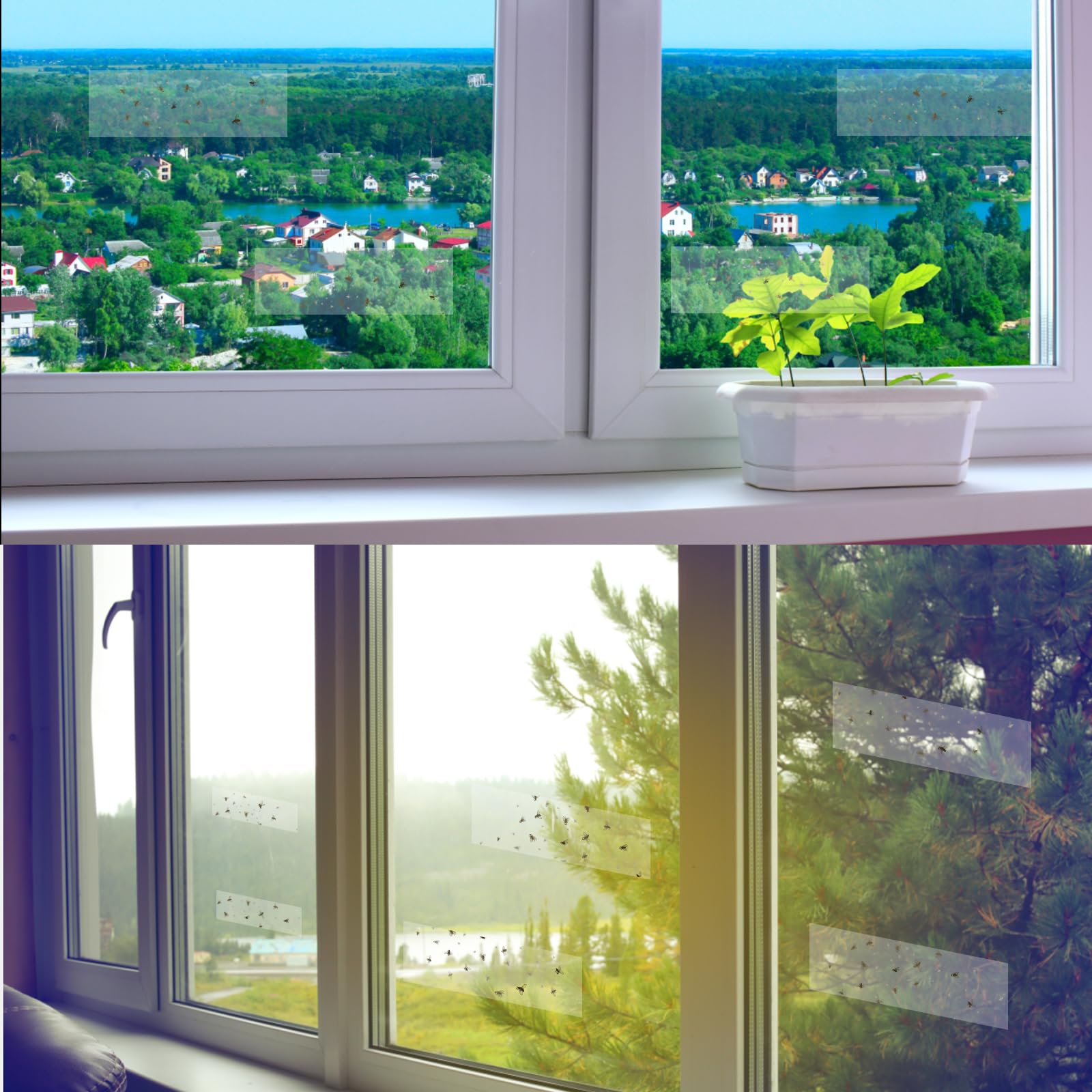Professional grade Mosqueda traps keep windows clear and pest free