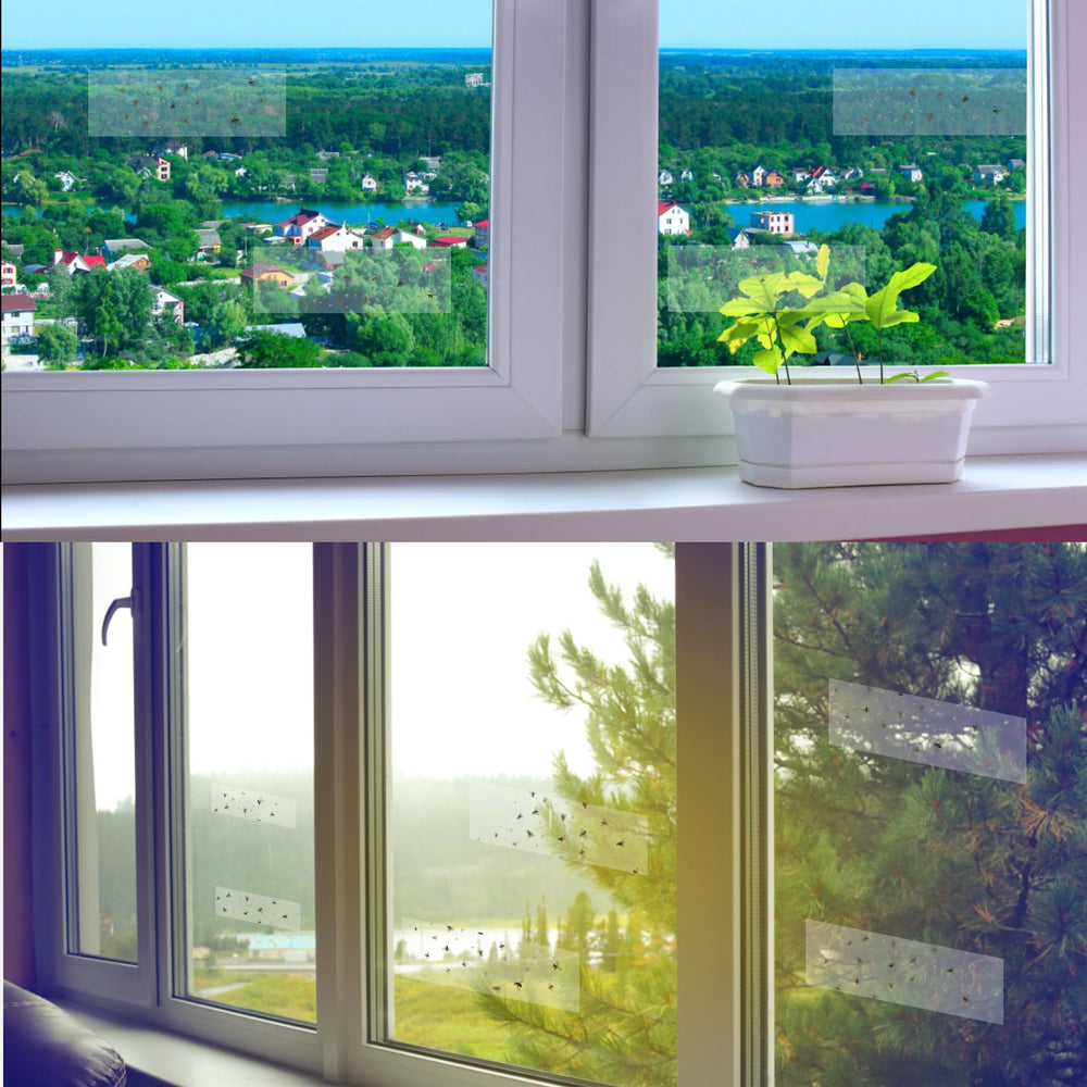 Professional grade Mosqueda traps keep windows clear and pest free