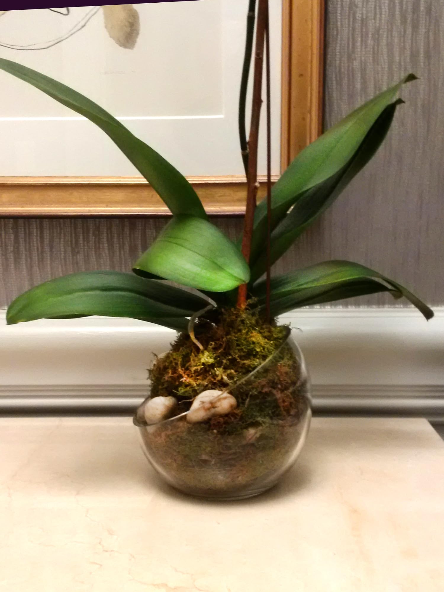 Old-growth forest moss from Mosser Lee adds authenticity