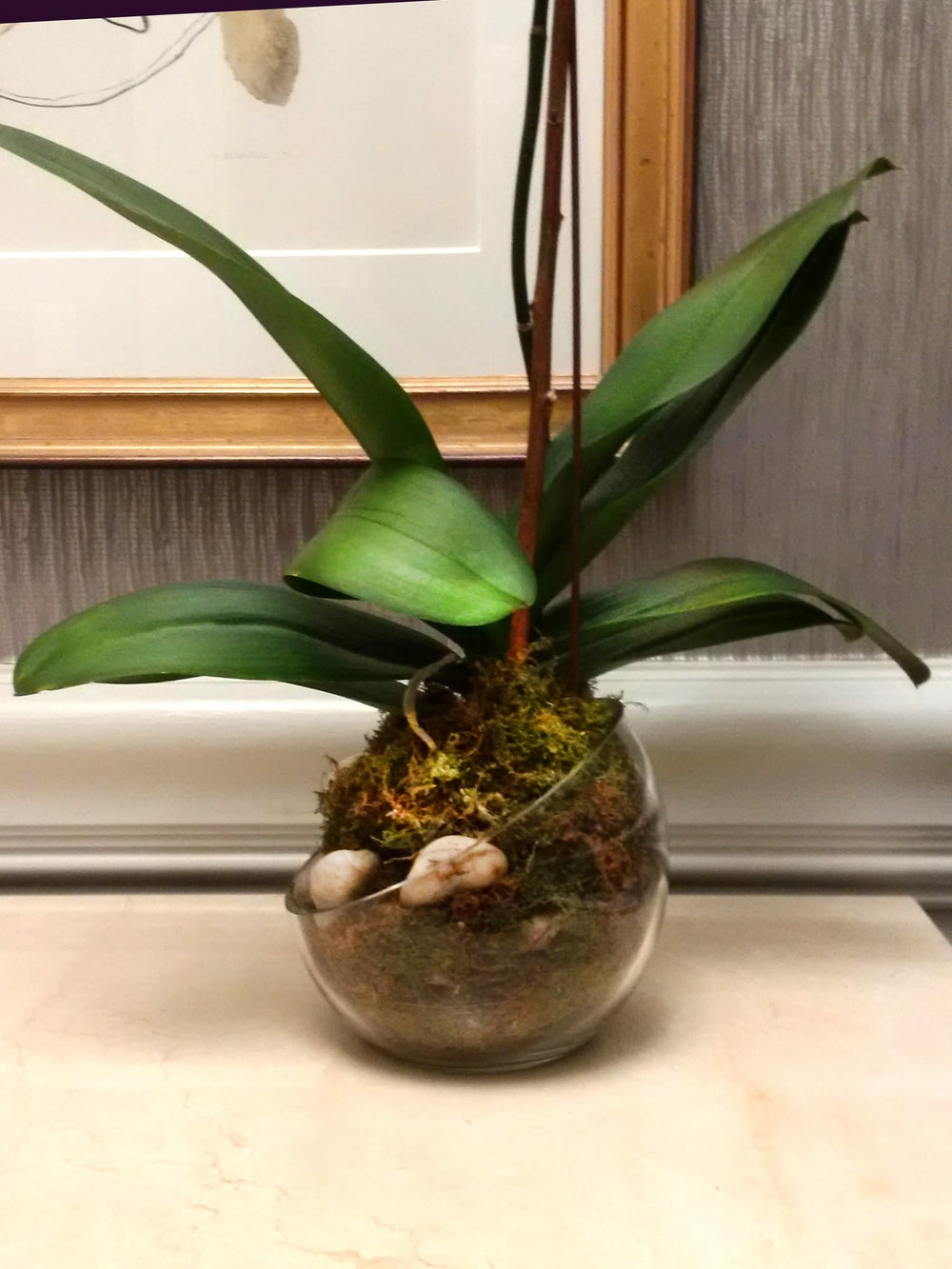 Old-growth forest moss from Mosser Lee adds authenticity