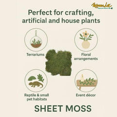 Terrarium moss cover by Mosser Lee for lush displays