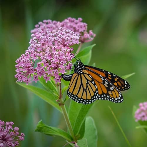 Mountain Valley Save The Monarchs Shaker packs 2 oz of seeds for beginner-friendly sowing.
