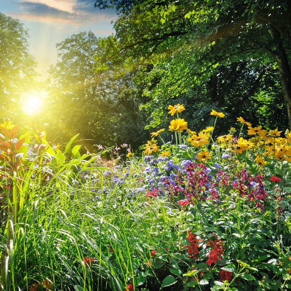 Mountain Valley Cosmos seeds add airy blooms for pollinator-friendly borders