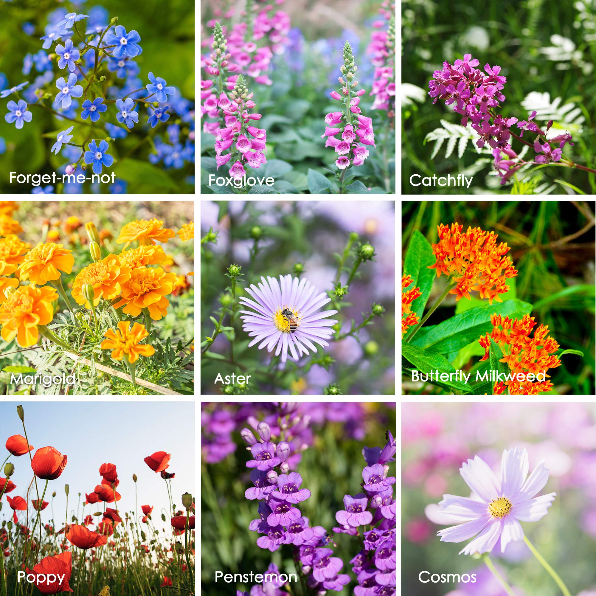 Mountain Valley pollinator garden seeds invite bees and butterflies to visit.