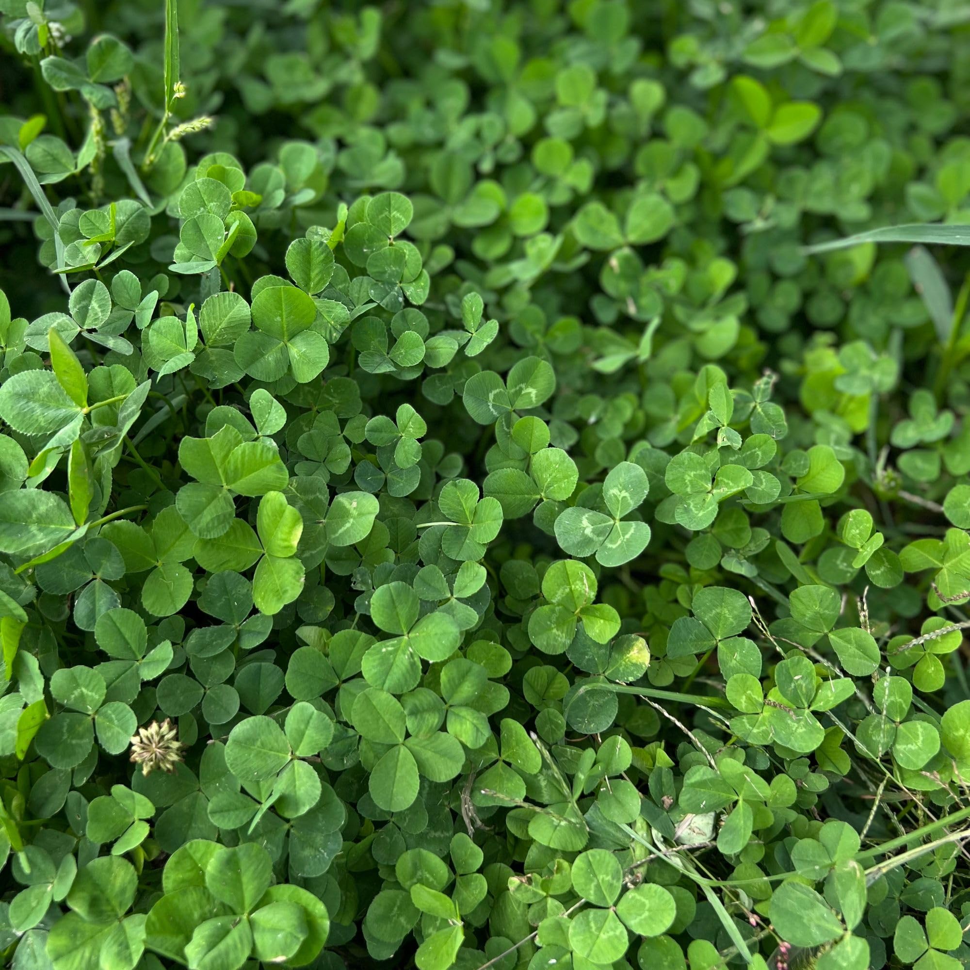 Mountain Valley Seed Company's microclover-seed drought-tolerant option supports water-saving lawn care.