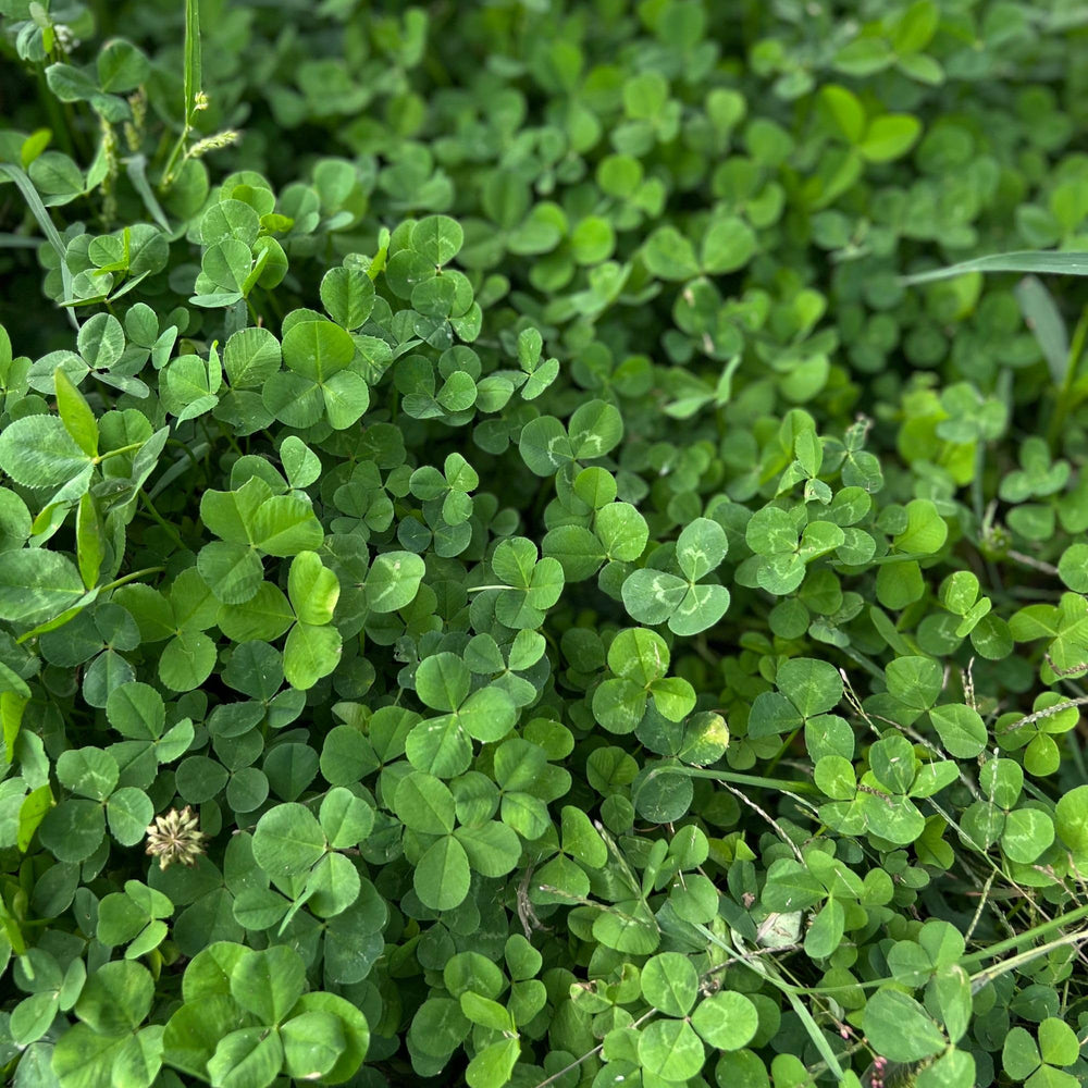Mountain Valley Seed Company's microclover-seed drought-tolerant option supports water-saving lawn care.