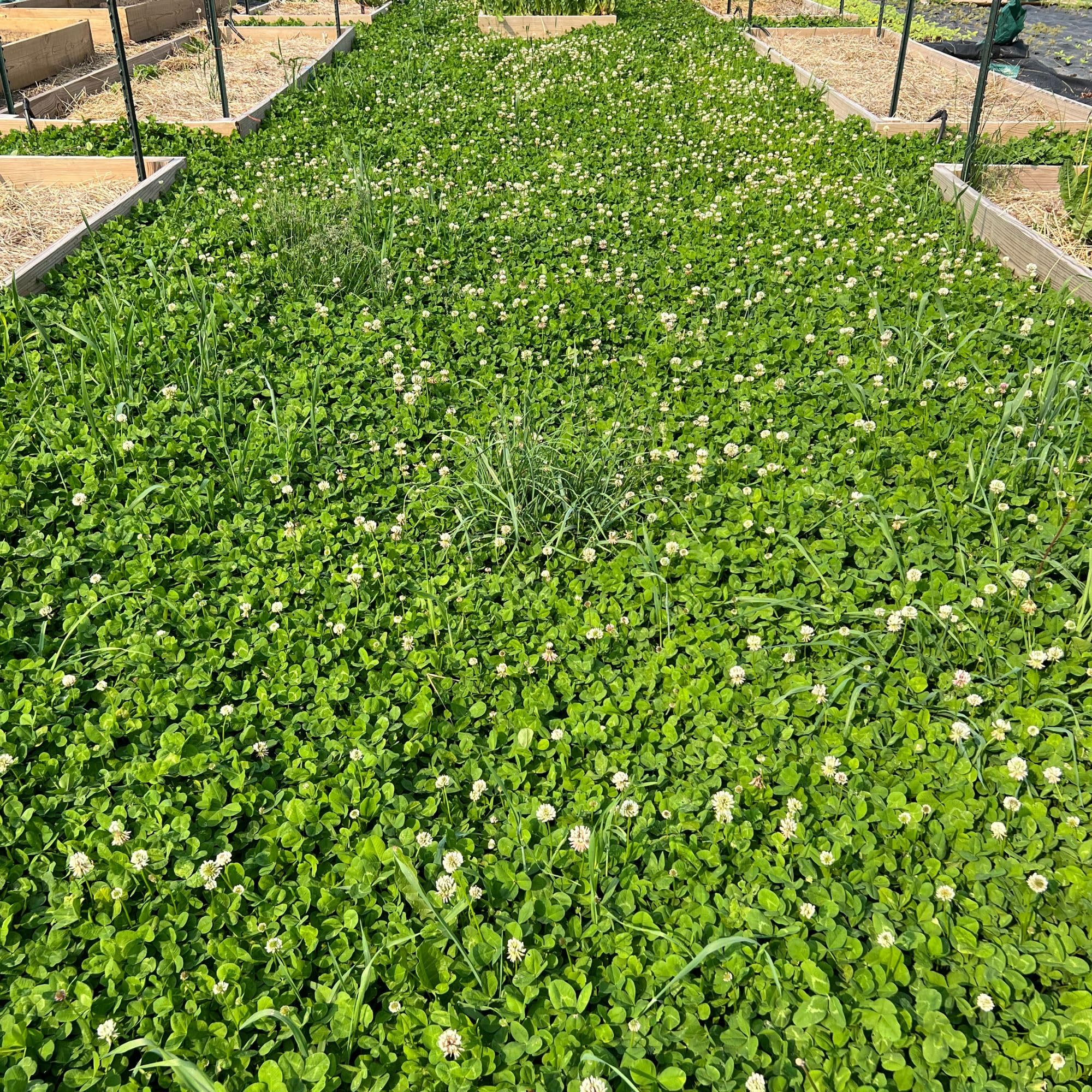 No-mow lawn appearance with microclover-seed reduces mowing time.
