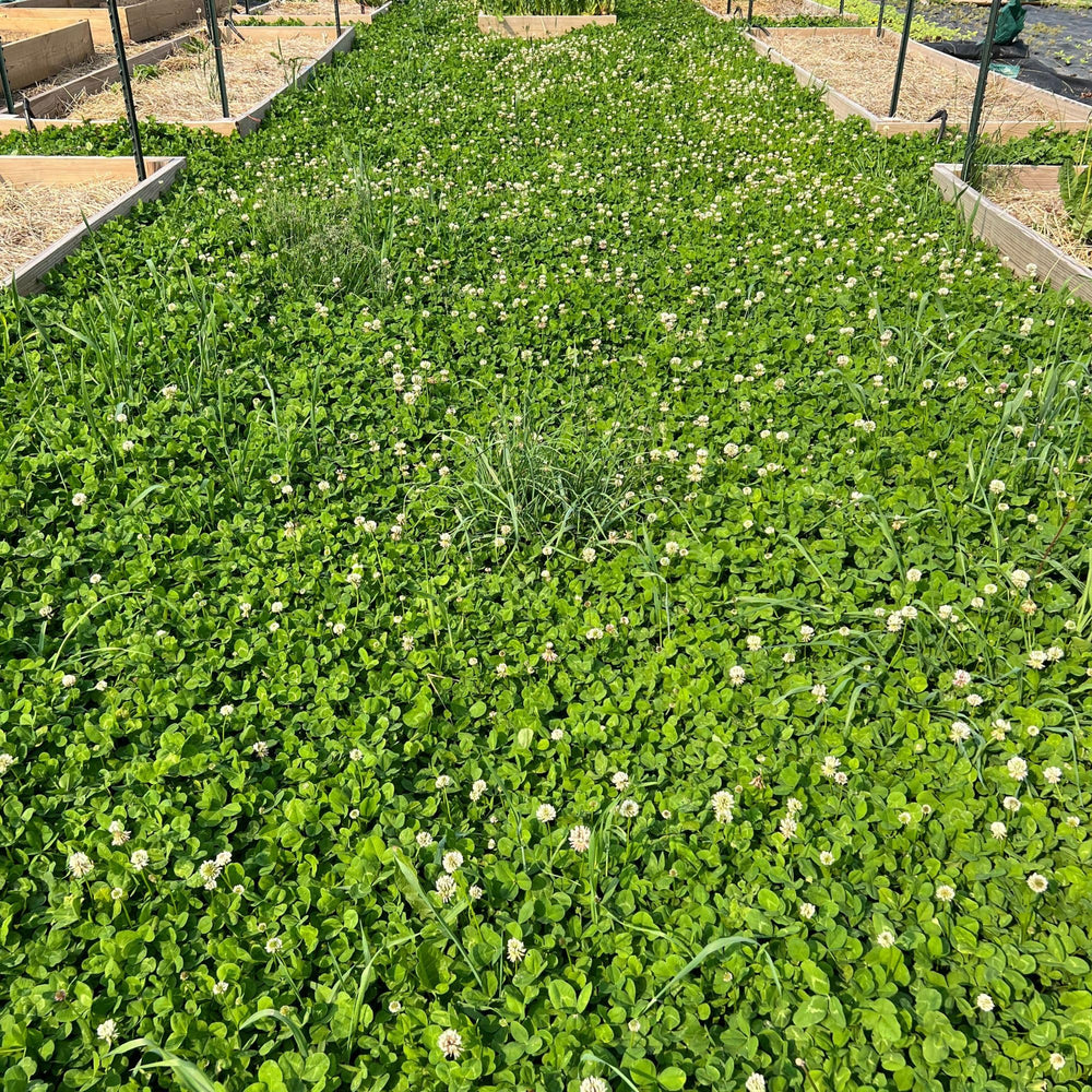 No-mow lawn appearance with microclover-seed reduces mowing time.