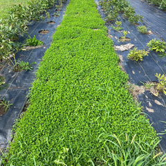 Mountain Valley Seed Co no-mow clover lawn visualization shows low height.