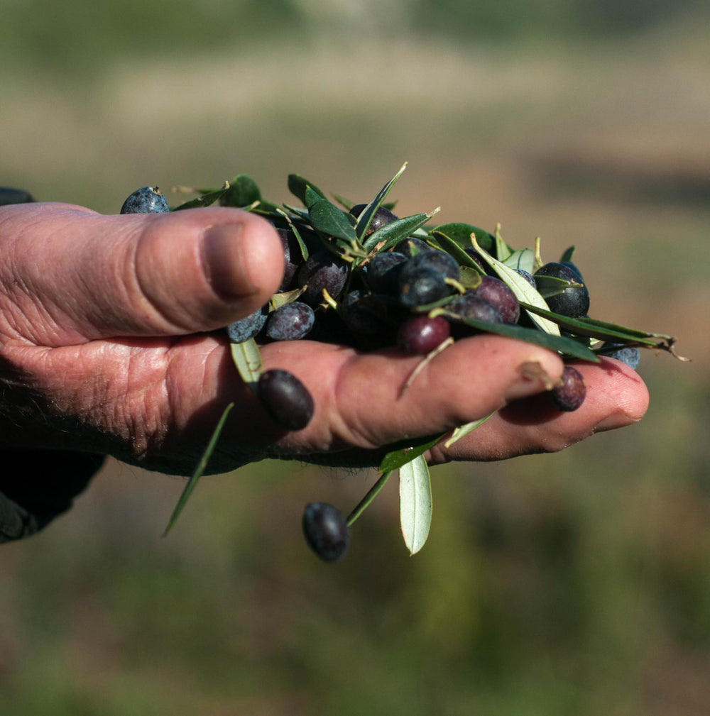 Mr. Papou's olive tree grove in Greece signaling origin.