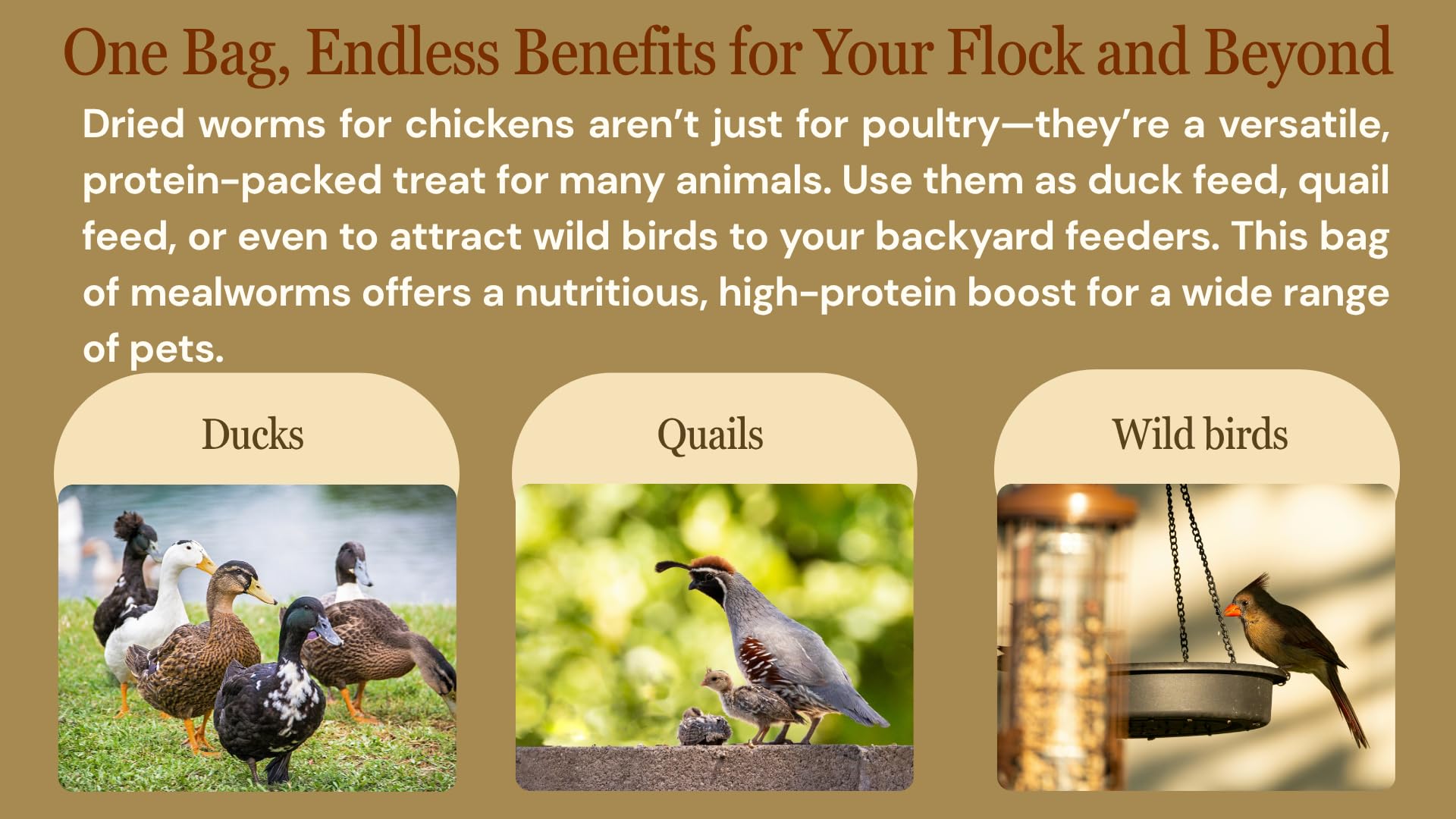 NAOUTHLY mealworms produced under strict quality control