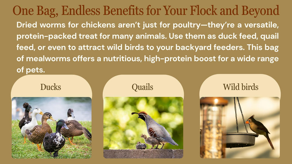 NAOUTHLY mealworms produced under strict quality control
