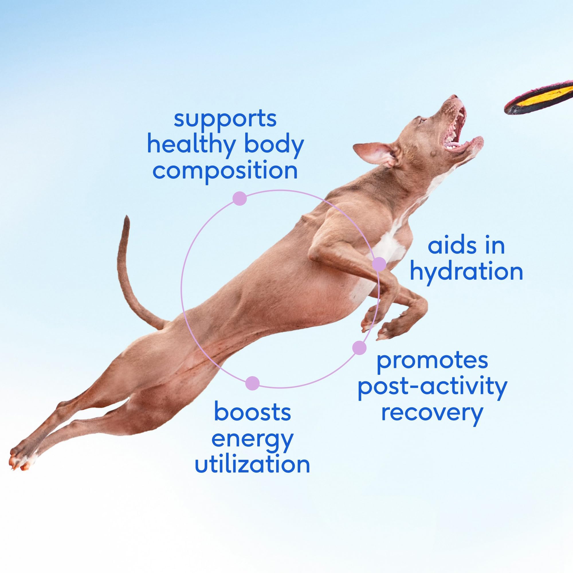 Native Pet Goat Milk Powder scoop over meals to support recovery