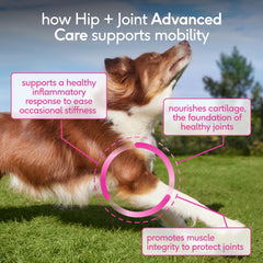 Native Pet HMB muscle support ingredient highlighted for pet resilience.
