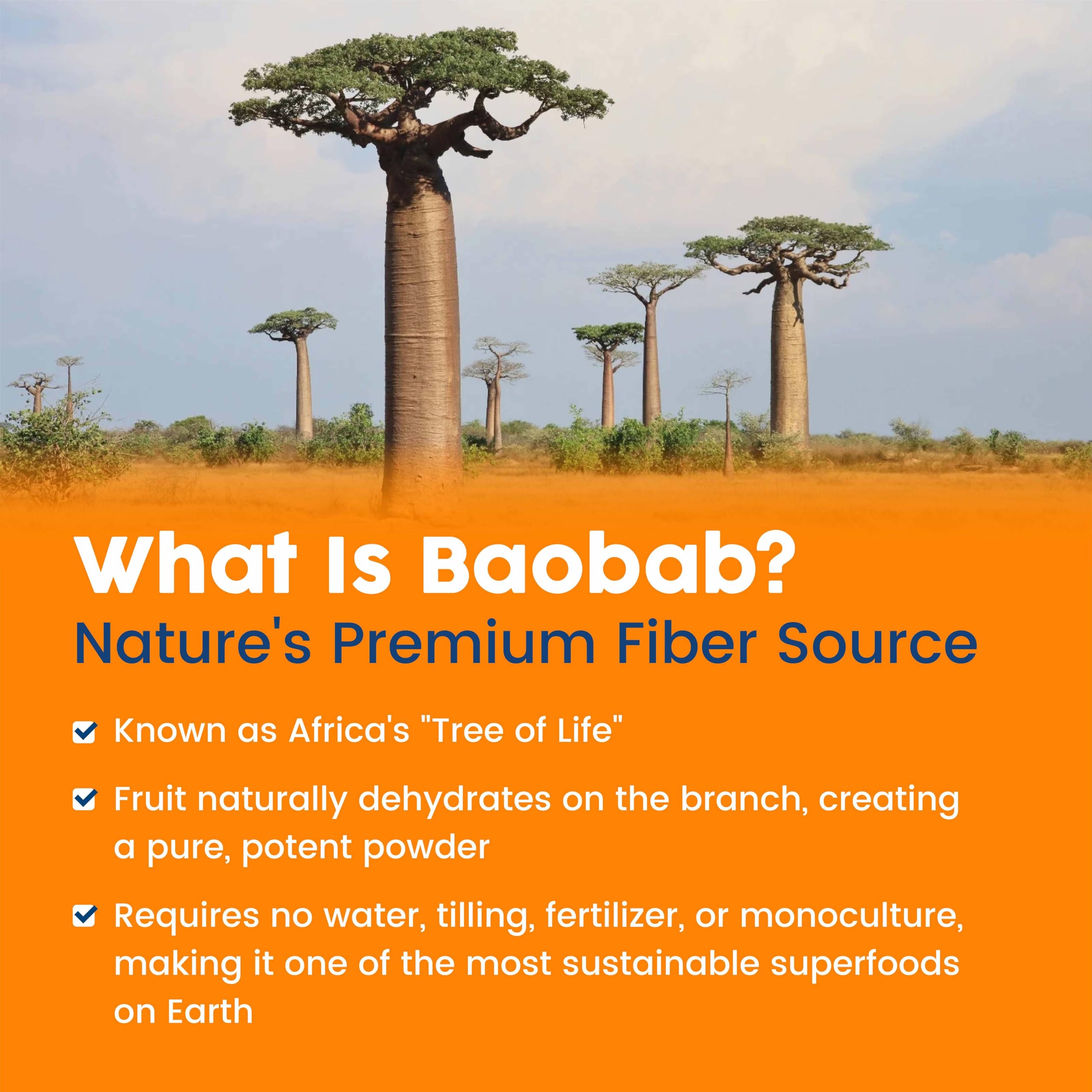 Close-up of ingredients label on NativePath Baobab powder container.