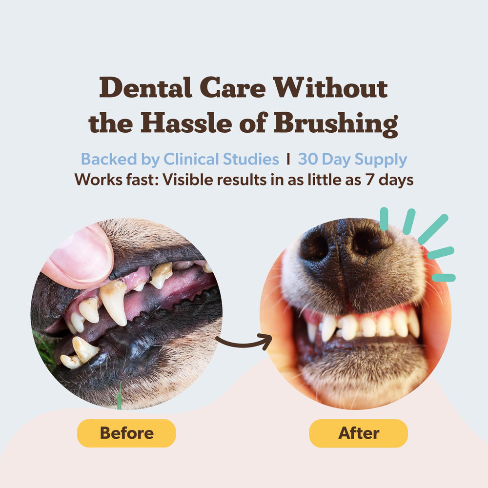 Natural Dog Company dental powder on kibble showing a simple no-brush routine.