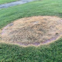 Natural Elements Weed Killer garden bed application demonstrates safe use near plants.