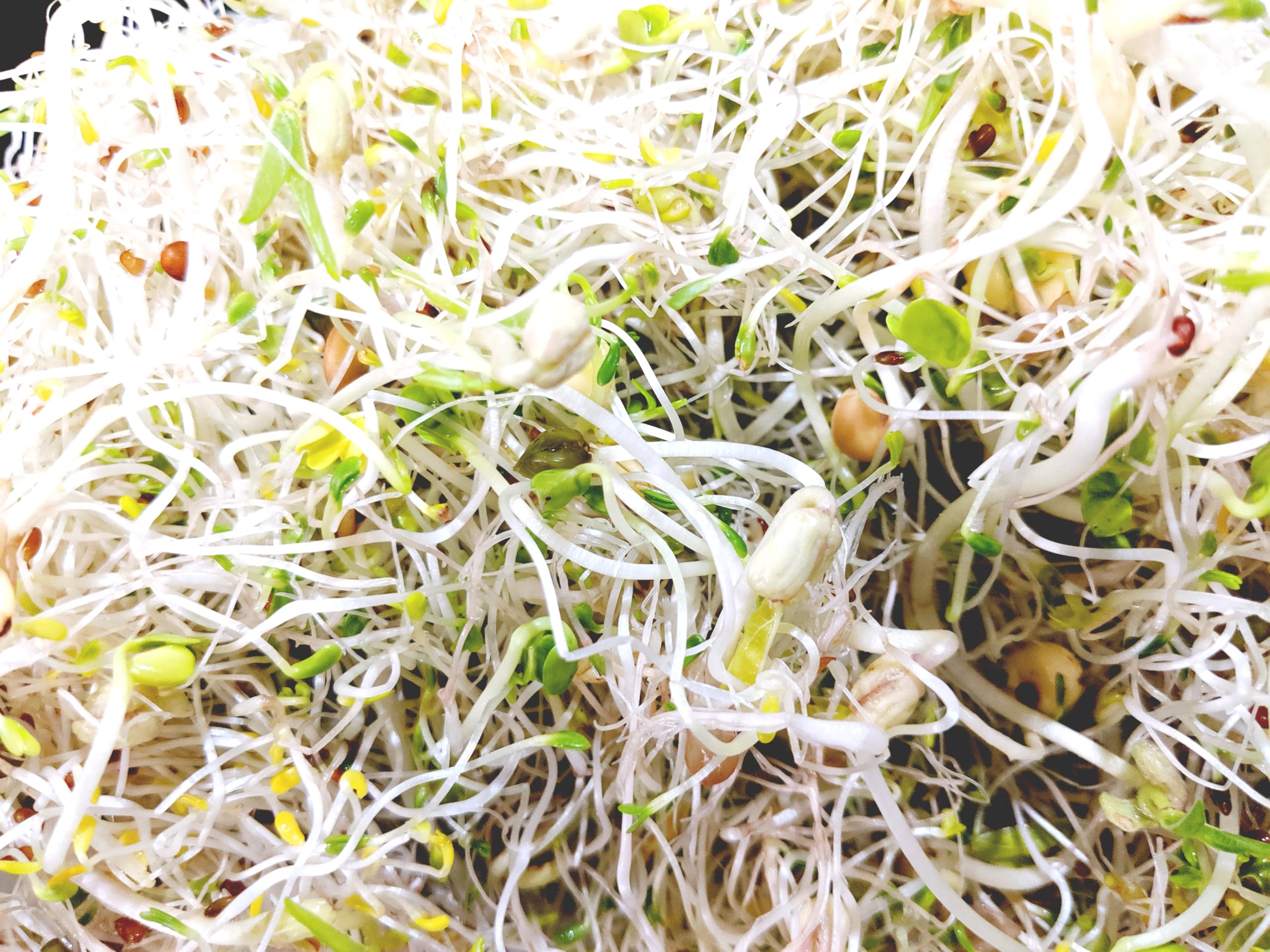 Natural Roots mung beans sprouts pack versatile for wraps