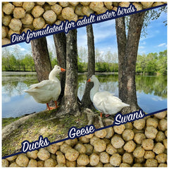 Natural Waterscapes Waterfowl Feed swans and geese enjoying pellets.