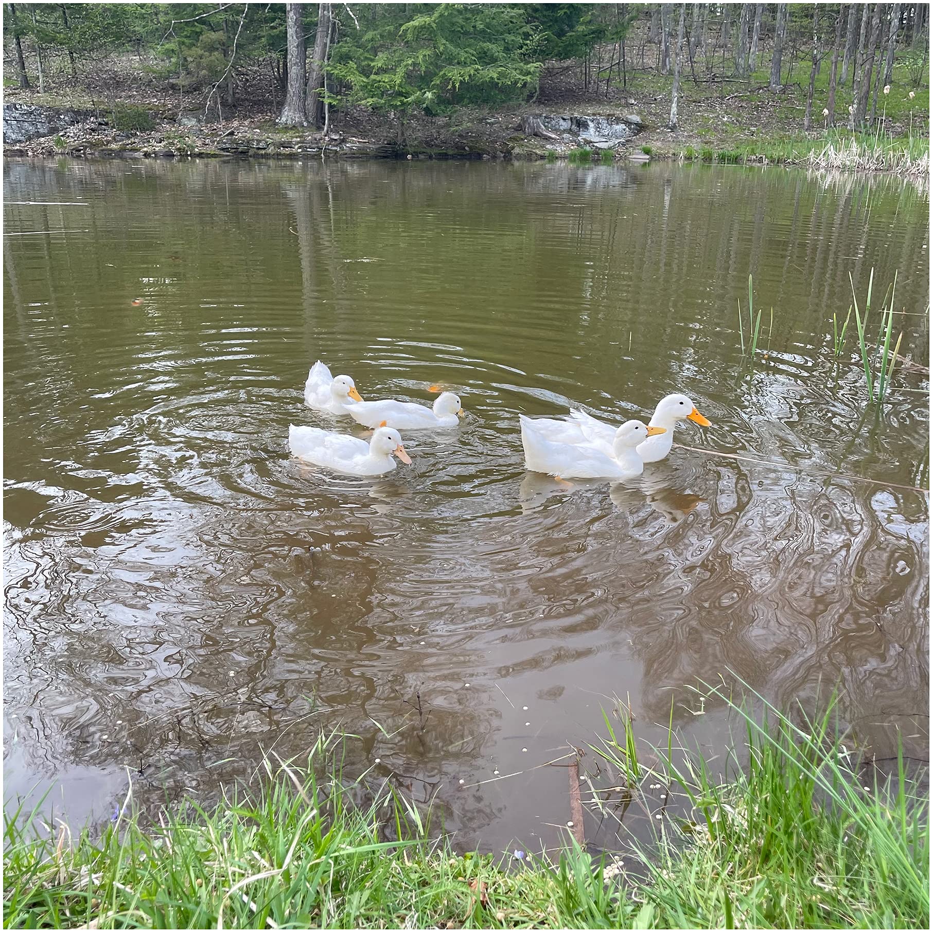 Natural Waterscapes Waterfowl Feed wildlife-friendly pond scene.