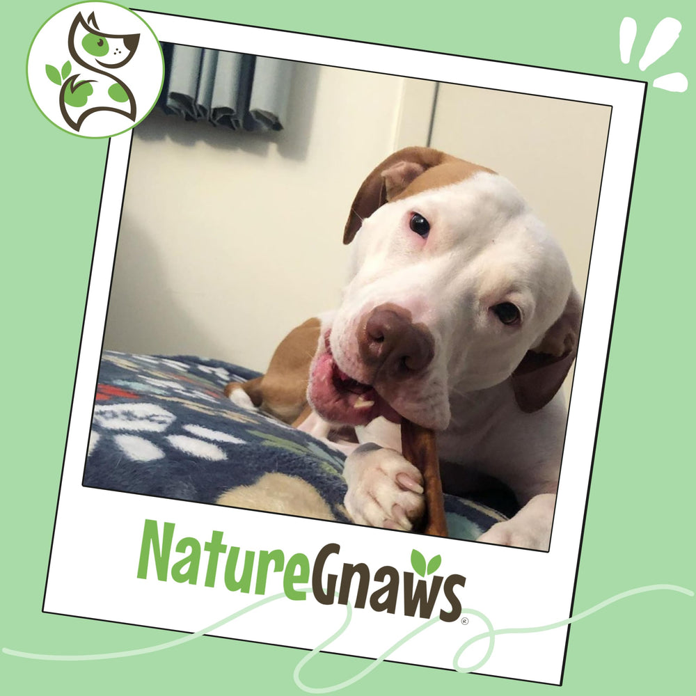 Nature Gnaws Bully Sticks 1lb bag illustrating count of sticks