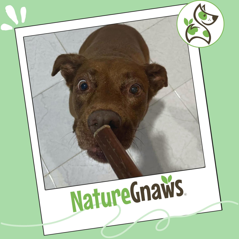 Nature Gnaws Bully Sticks natural beef pizzle chews in packaging