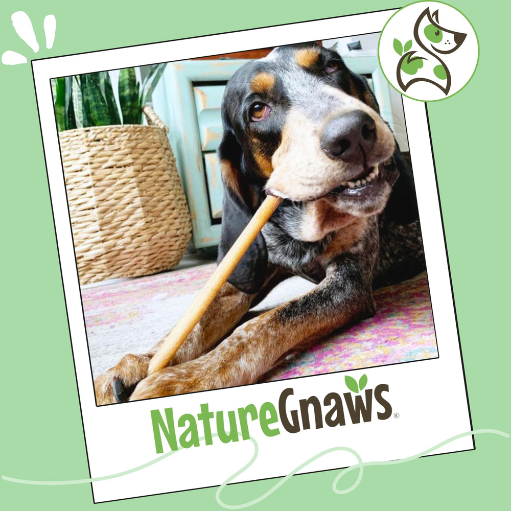 Nature Gnaws bully sticks natural beef scent that dogs love.
