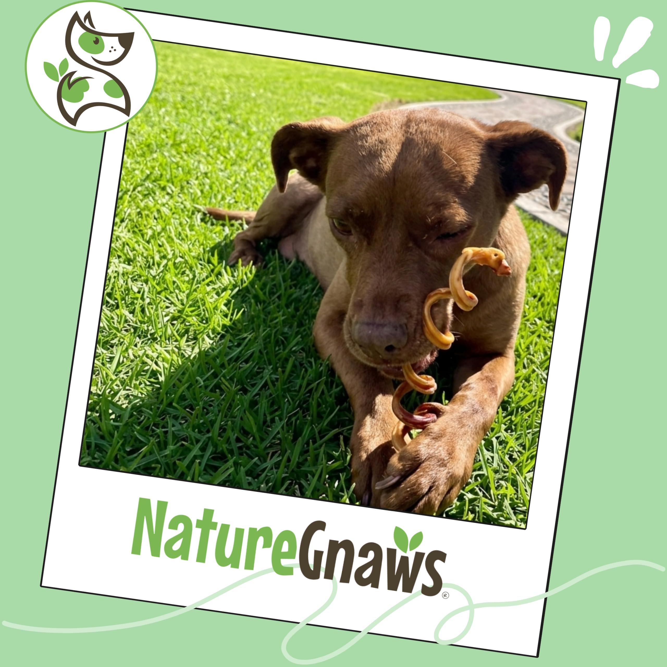 Nature Gnaws satisfying chew rewards dogs with tasty beef flavor.