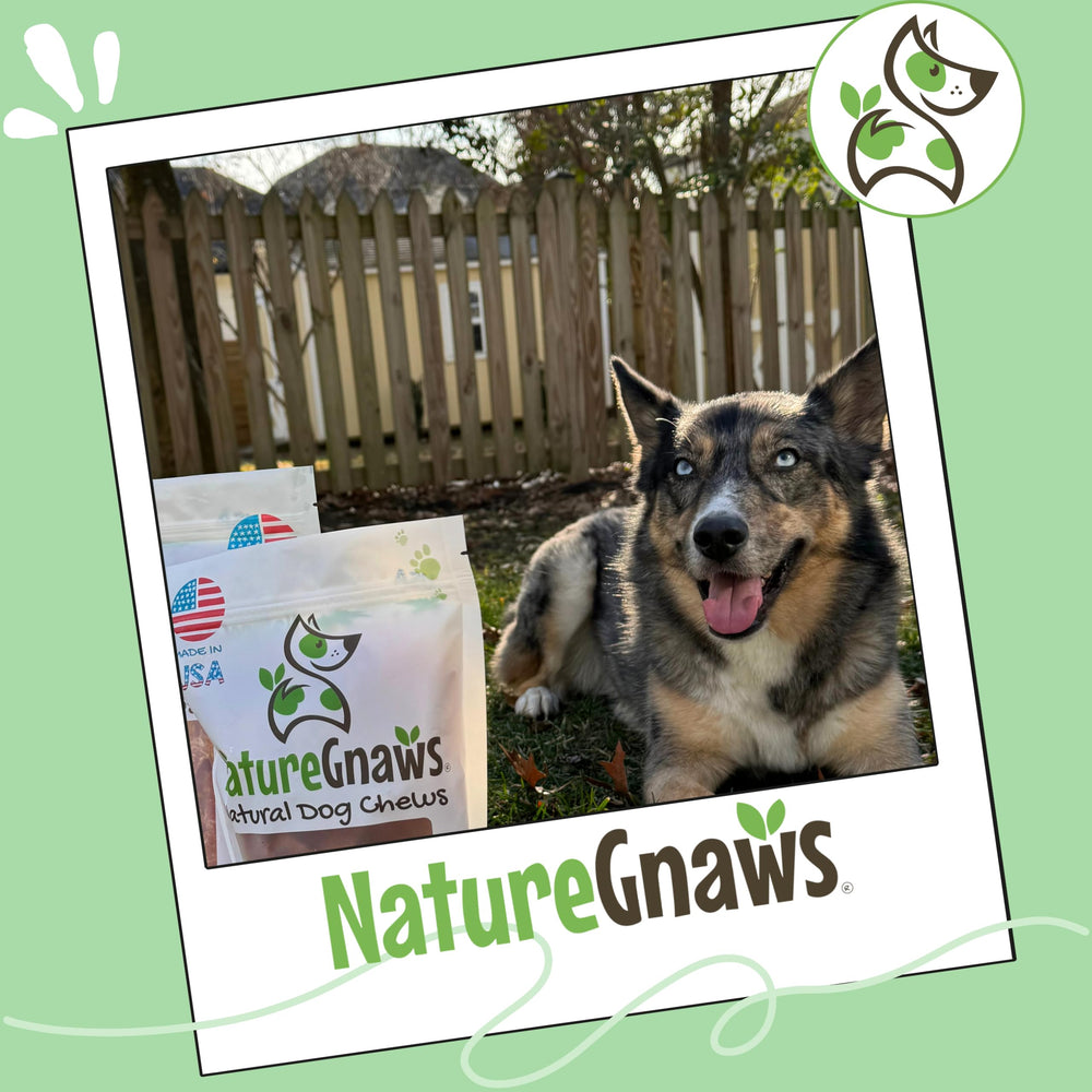 Made in the USA Nature Gnaws turkey tendon rings for multiple dog sizes