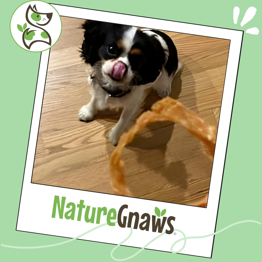 Savory scent and thick texture of Nature Gnaws turkey tendon rings