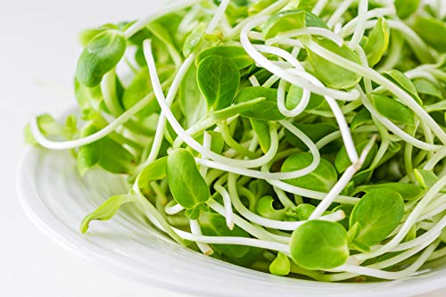 Nature Jims Sprouts microgreens harvest from sunflower seeds for nutritious meals.