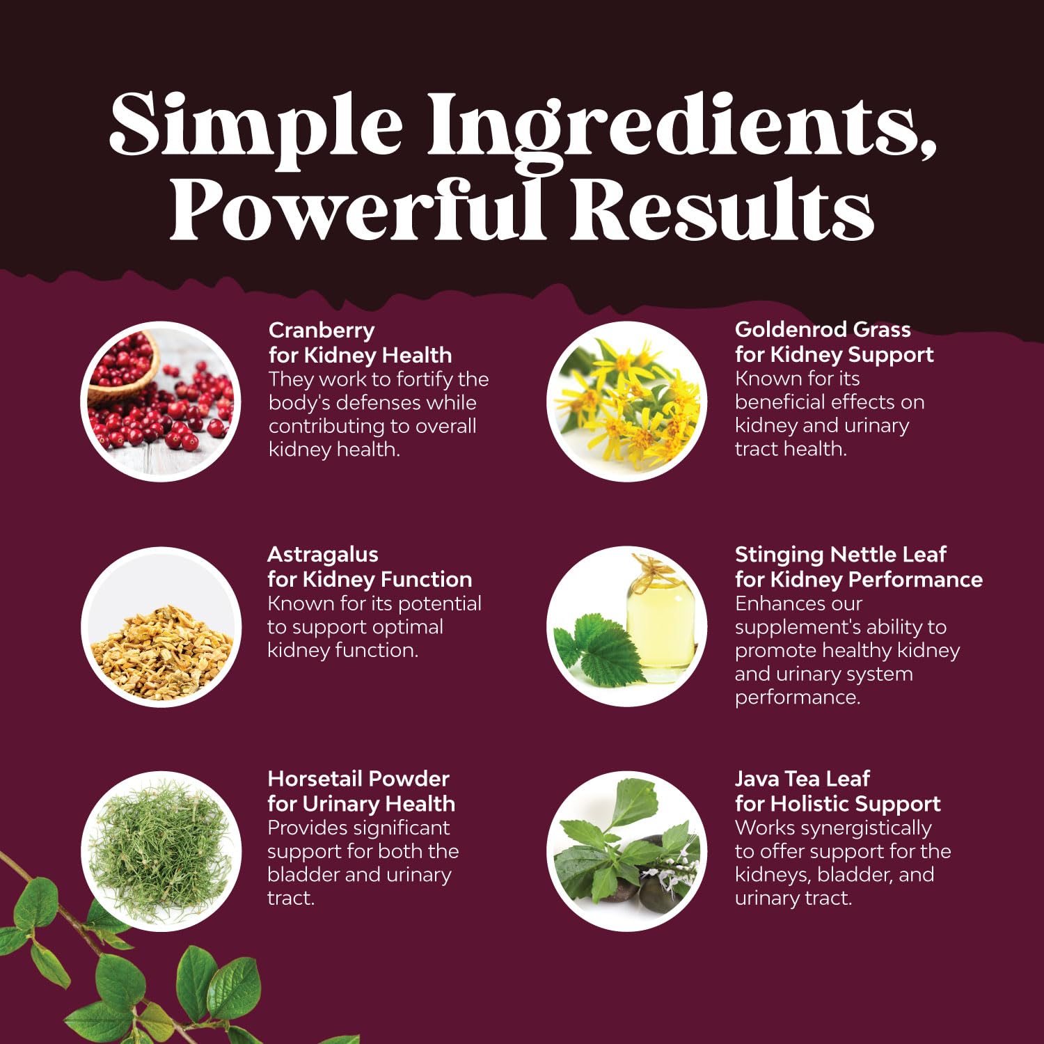 Natures Craft astragalus cranberry extract visual, highlighting key botanicals.