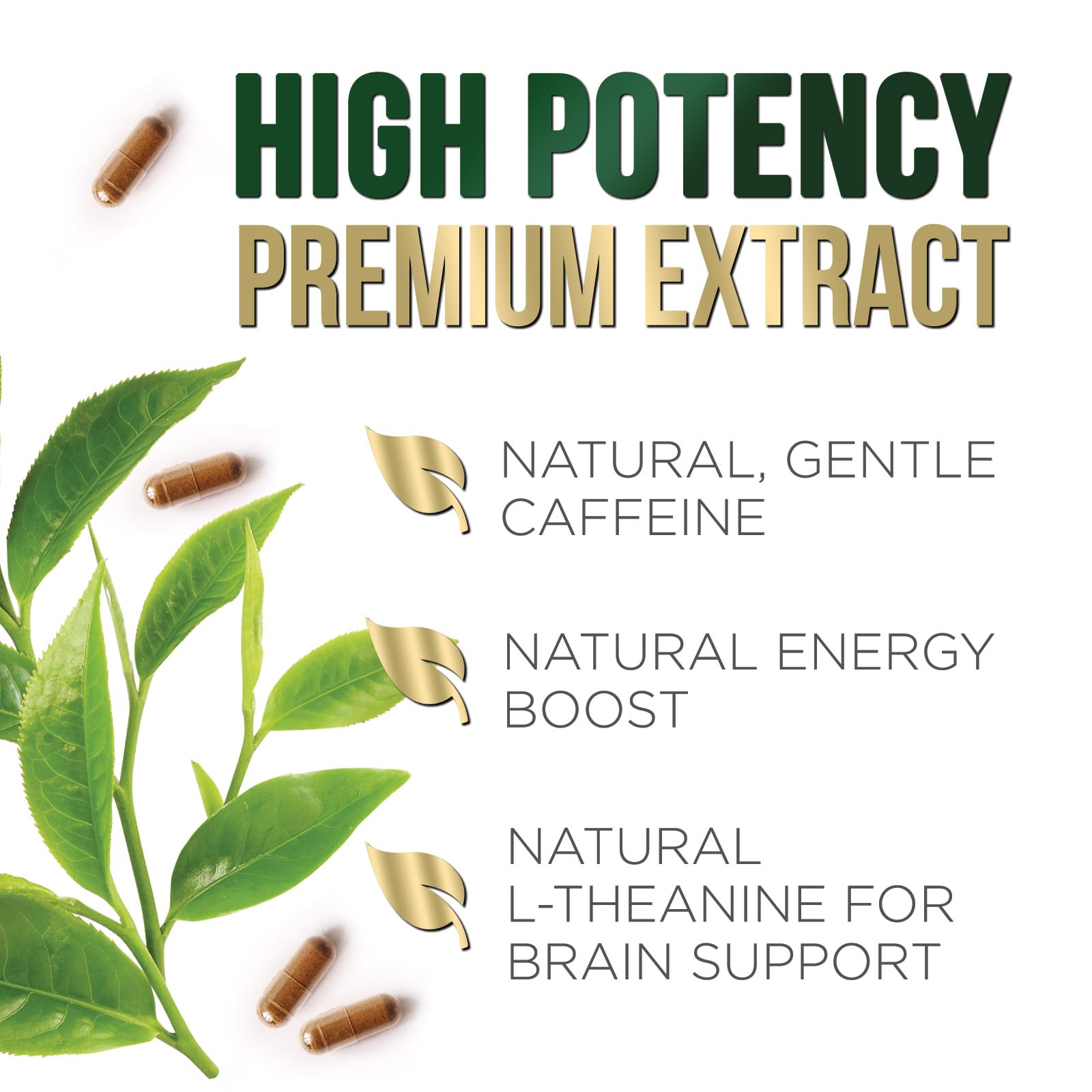 Nature's Nutrition green tea extract packaging showing 240 capsules for daily use