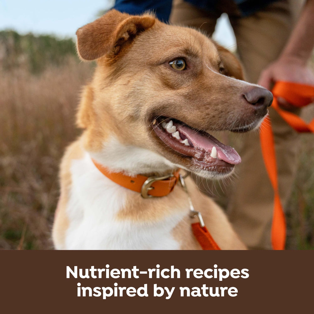 Dog enjoying Nature's Recipe meal from a bowl during daily feeding.