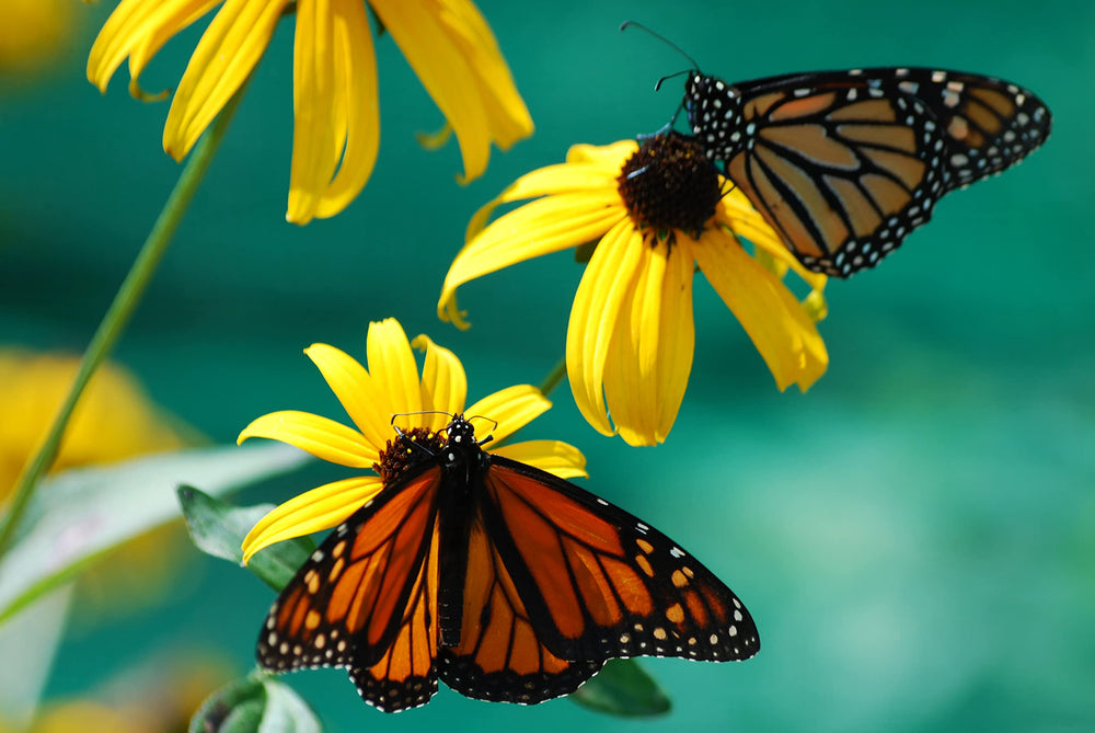 Close-up of NatureZ Edge Black Eyed Susan seeds for strong germination potential.