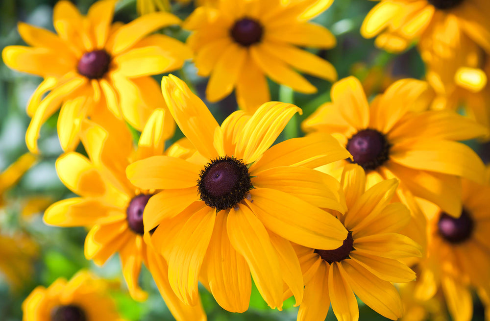 NatureZ Edge Black Eyed Susan seeds ideal for beds borders and containers.