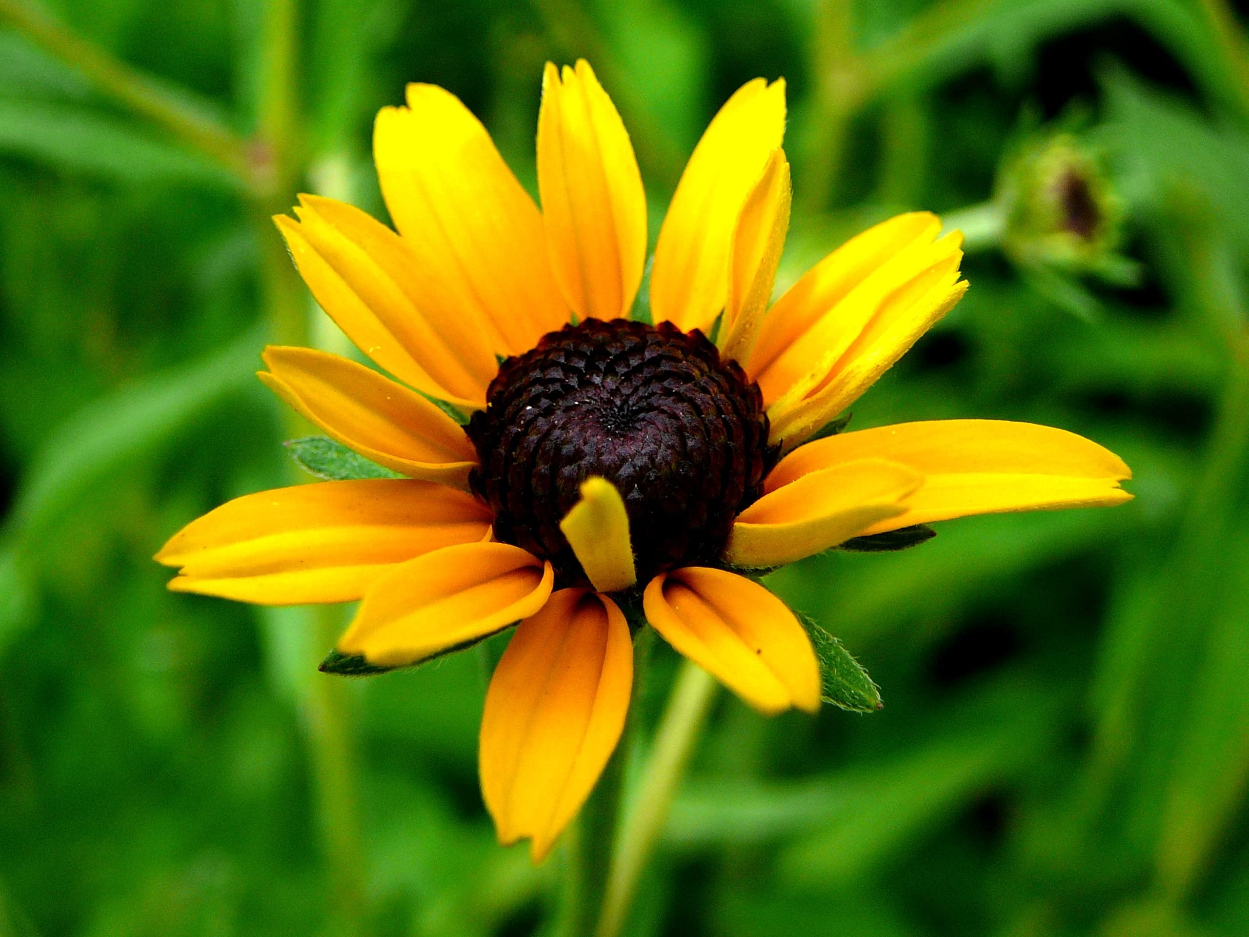 NatureZ Edge Black Eyed Susan seeds in a tray ready for indoor or outdoor planting.