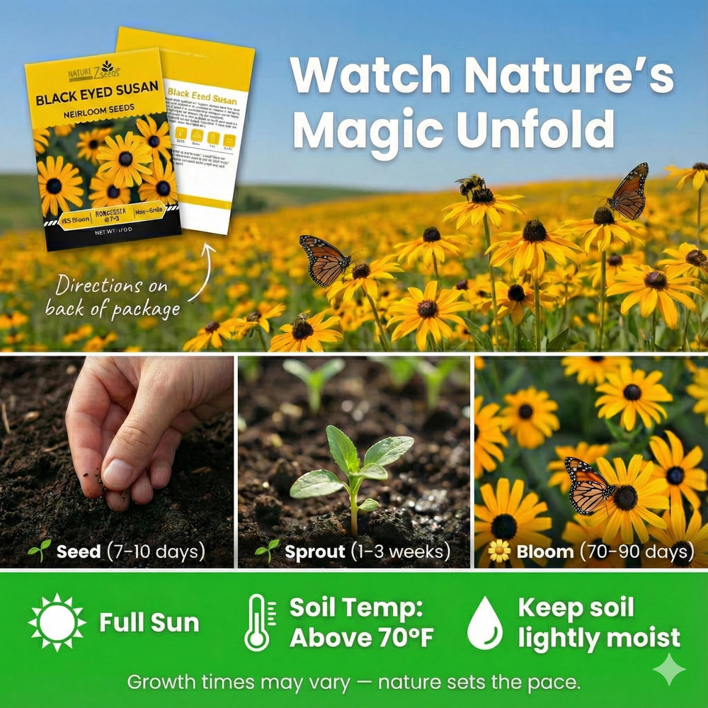 NatureZ Edge Black Eyed Susan plants ready for borders or container planting in sunny spaces.