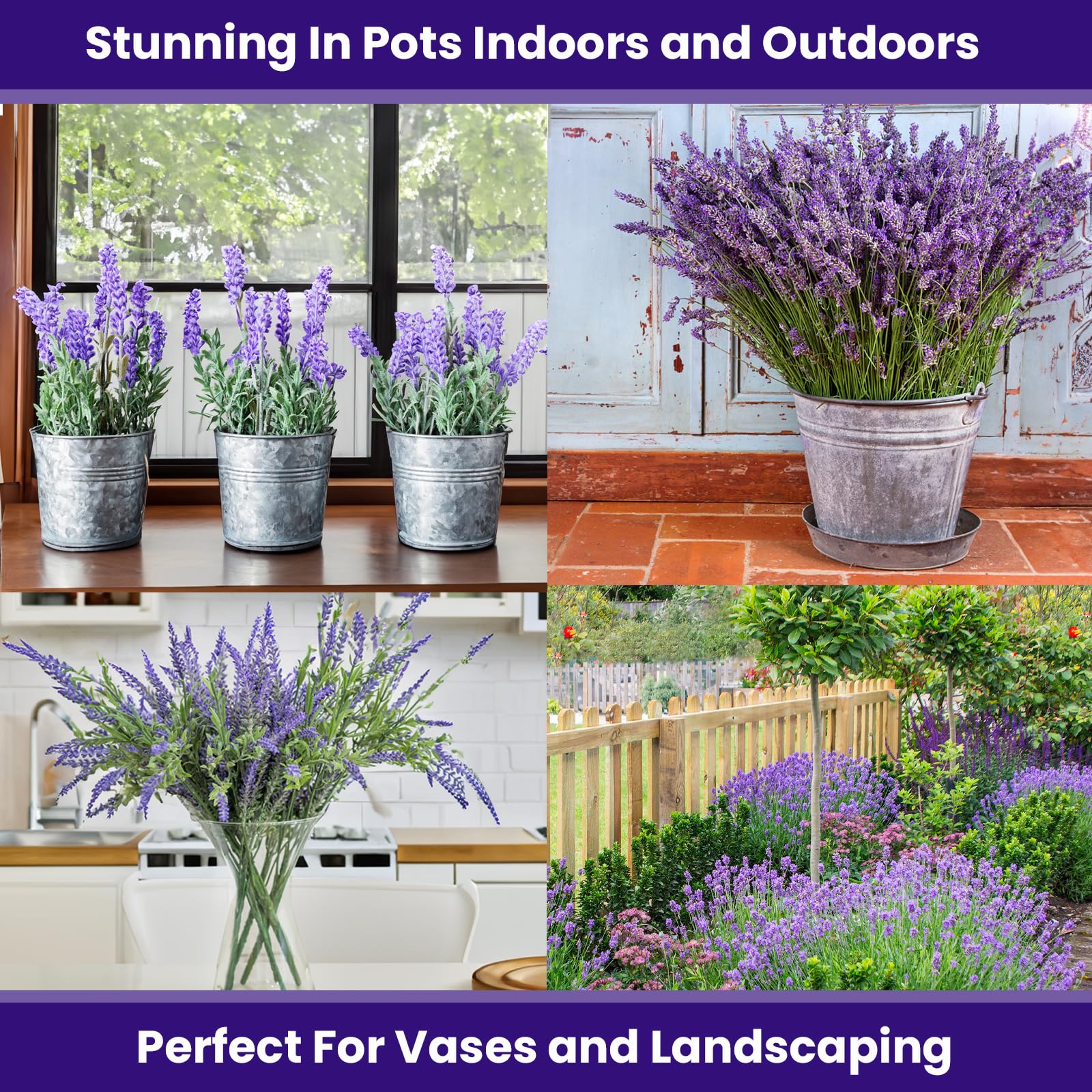 NatureZ Edge fragrant lavender blooms add inviting scent to gardens and containers.
