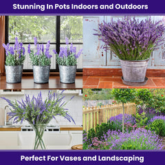 NatureZ Edge fragrant lavender blooms add inviting scent to gardens and containers.